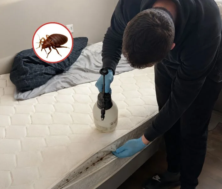 Technicien traitant un matelas contre les punaises de lit à Bry-sur-Marne